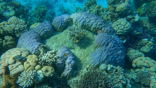 Beautiful tropical coral reef in the shape of a ring, hard coral (Porites lutea). Camera moving forwards. Underwater life in the ocean. Red sea, Egypt