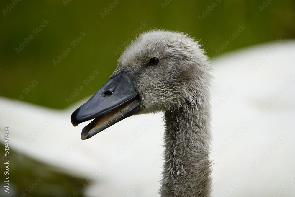 Fototapeta premium Young mute swan (Cygnus olor) Anatidae family. Location: Stöcken Cemetery, Hanover, Germany.