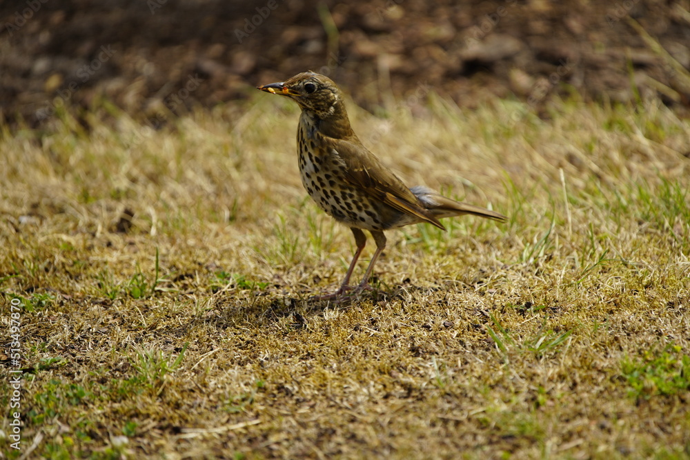 Song thrush foraging for young (Turdus philomelos) Turdidae family. Hanover, Germany. Song thrush foraging for young (Turdus philomelos) Turdidae family. Hanover, Germany.