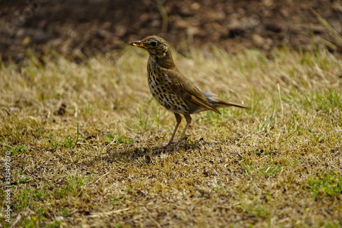 Song thrush foraging for young (Turdus philomelos) Turdidae family. Hanover, Germany.