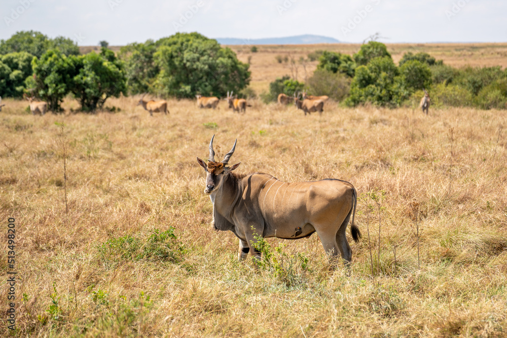 An eland bull (Taurotragus oryx) glances at the camera as he walks across a hilly savannah. Ol Pejeta Conservancy, Laikipia, Kenya. An eland bull (Taurotragus oryx) glances at the camera as he walks across a hilly savannah. Ol Pejeta Conservancy, Laikipia, Kenya.