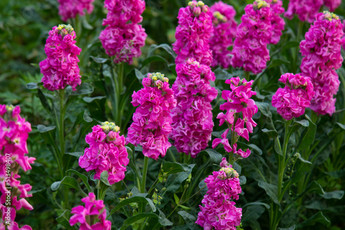 pink flowers of Matthiola Incana