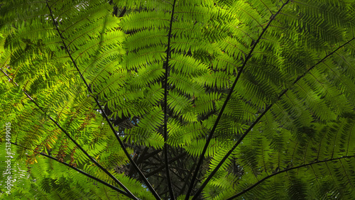 The Sun is Shining Through the Green Leaves of Fern Trees. Green Palm Trees. Tasmanian Tree Fern Forest Scenery. Landscape Without People. Down-Top View. Tropical Woods.