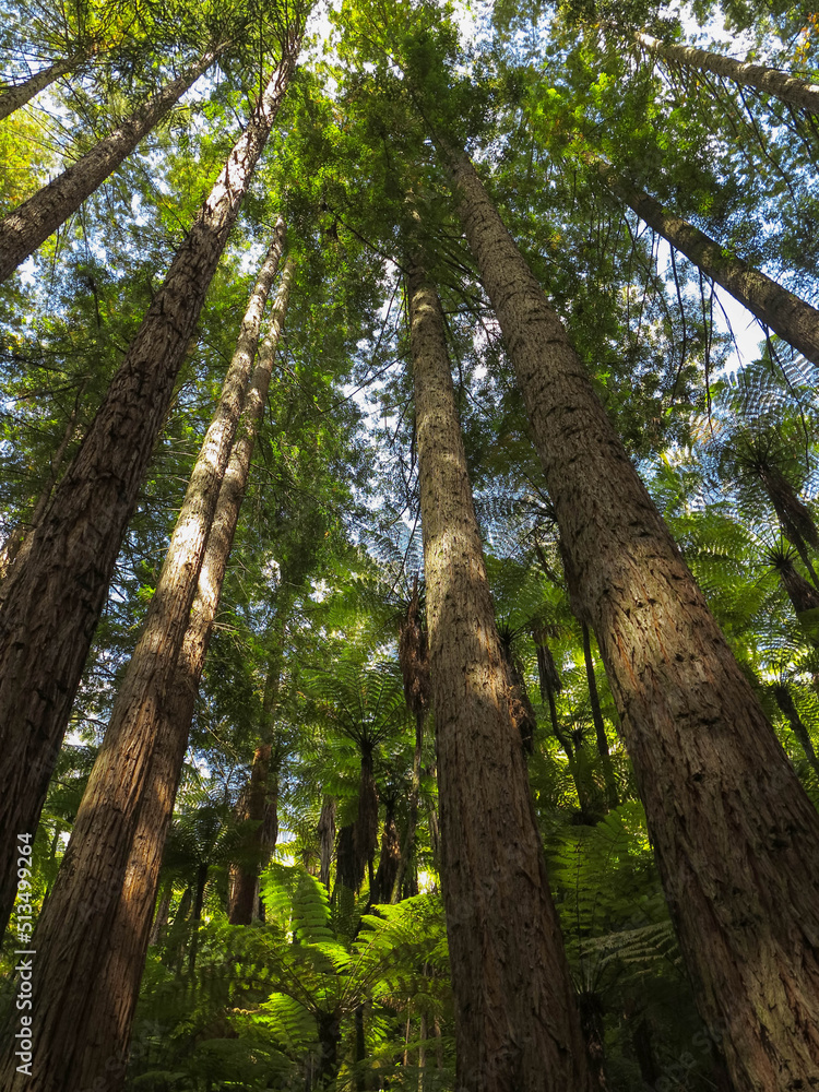 The Sun is Shining Through the Green Leaves of Fern Trees. Green Palm Trees. Tasmanian Tree Fern Forest Scenery. Landscape Without People. Tropical Redwood Forest. The Sun is Shining Through the Green Leaves of Fern Trees. Green Palm Trees. Tasmanian Tree Fern Forest Scenery. Landscape Without People. Tropical Redwood Forest.