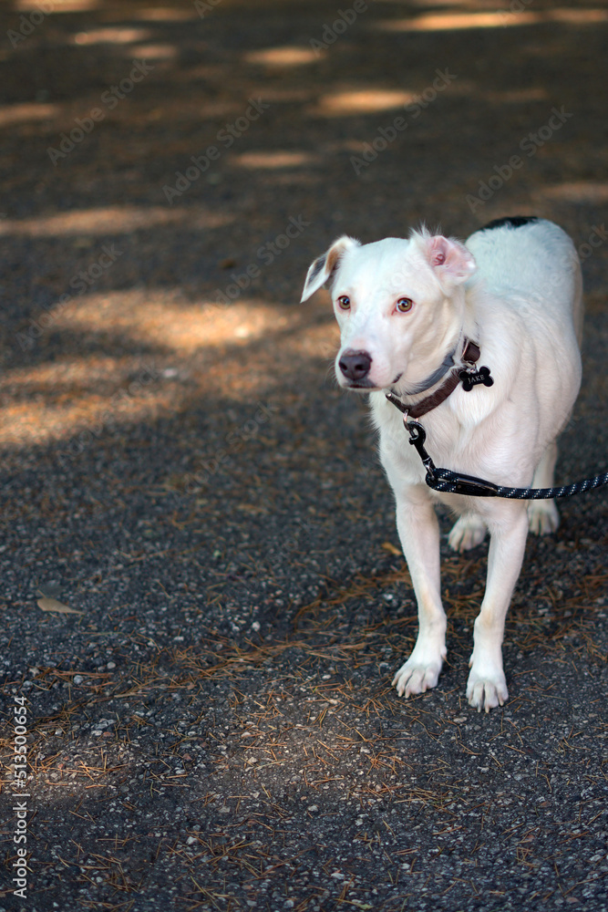 Funny dog on a leash with an ear turned inside out. Portrait of a white dog with nameplate looking at the camera.