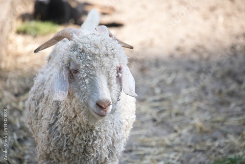 Photos Closeup of an Angora goat in Pairi Daiza