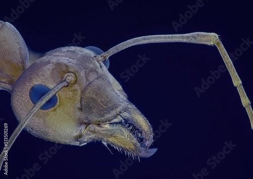 Microscopic Head Detail of Weaver Ant Oecophylla SP, Arthropoda Phylum, Formicinae Subfamily, photo