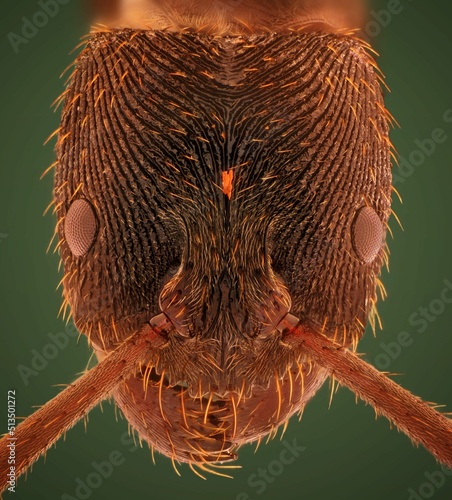 Microscopic Head Detail of Tooth Ant Odontoponera SP, Arthropoda Phylum, Ponerinae Subfamily photo