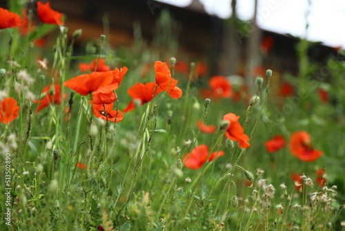 close-up of red flowers