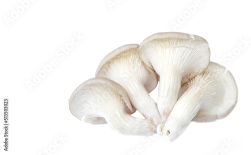 Oyster Organic mushroom isolated on white background. Back view. Concept : Edible cultivated fungi. Organic fresh food. Agriculture crops.