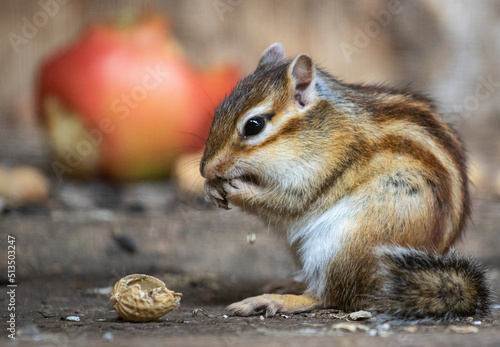  The chipmunk sits on its hind legs and eating nut, small brown wild animal with stripes on the back.