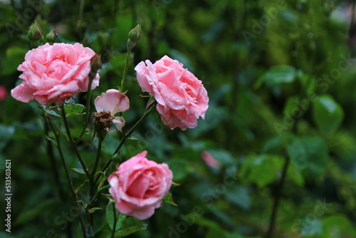 Wallpaper Mural pink roses in garden rain Torontodigital.ca