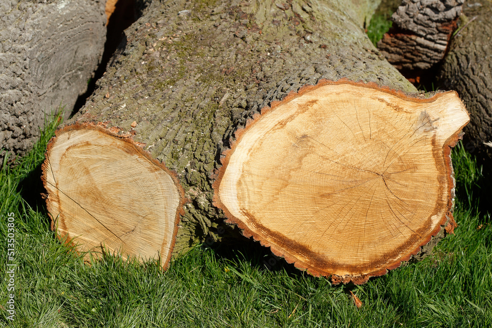 Abgesägte Baumstämme auf einer Wiese liegend, Deutschland Abgesägte Baumstämme auf einer Wiese liegend, Deutschland