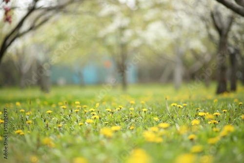 first flowers of spring © MahmutSami