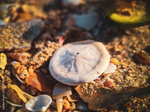 sand dollar animal shell detail on the beach photo