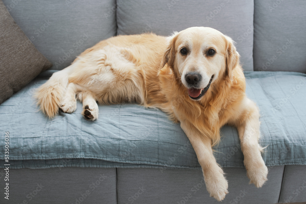Cute dog resting on the couch at home Cute dog resting on the couch at home