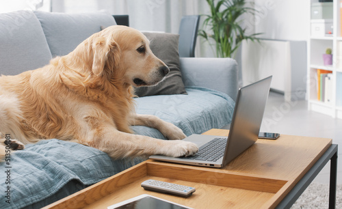 Funny dog using a laptop at home © StockPhotoPro