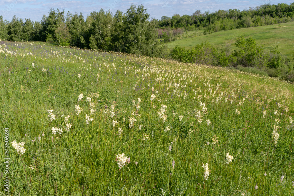Fototapeta premium Meadow with lots of colorful spring flowers on sunny day. Nature floral background in early summer with fresh green grass. Summer day.