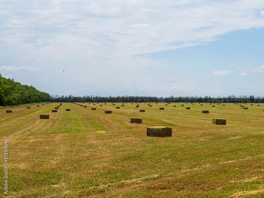 Bales of hay in the field. Hay is compacted into rectangular bales in an agricultural field under a sky with white clouds. Harvesting hay for livestock feed
