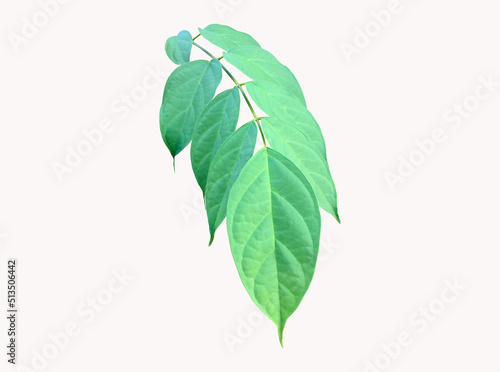 Isolated broken bones leaf , damocles leaf or indian trumpet leaf with clipping paths. photo