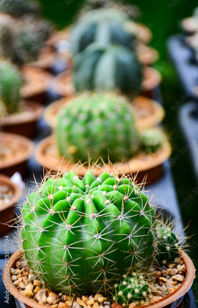 cactus in a pot cactus in a pot