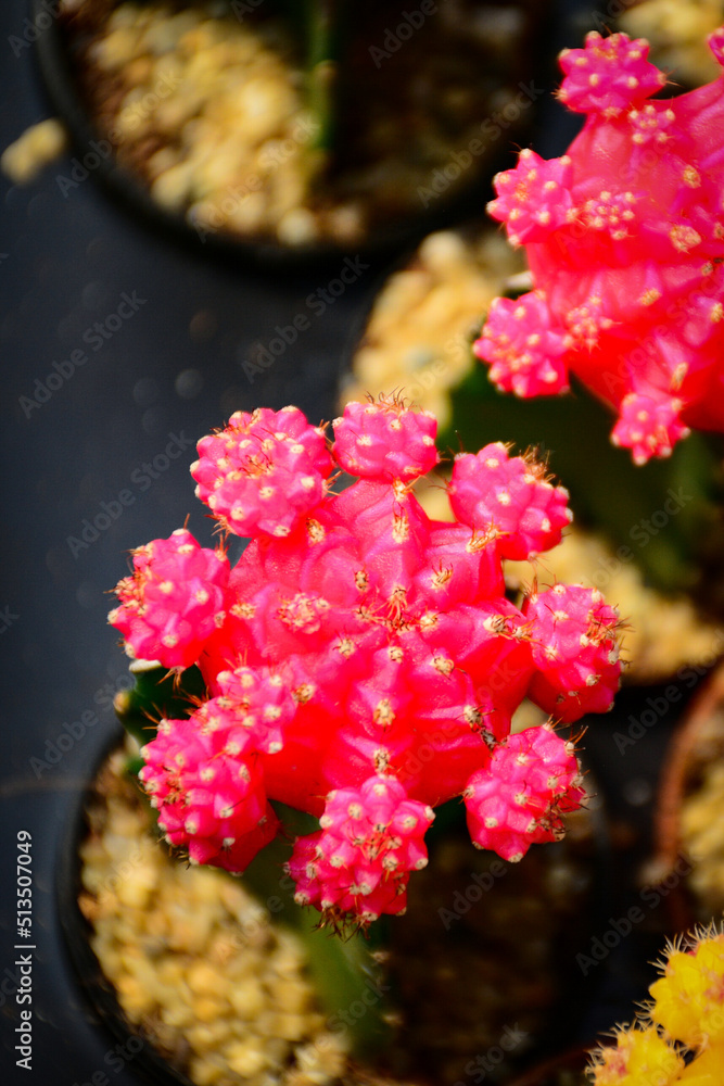pink and yellow flowers pink and yellow flowers