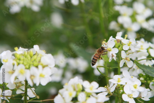 fleurs du jardin et leurs insectes photo