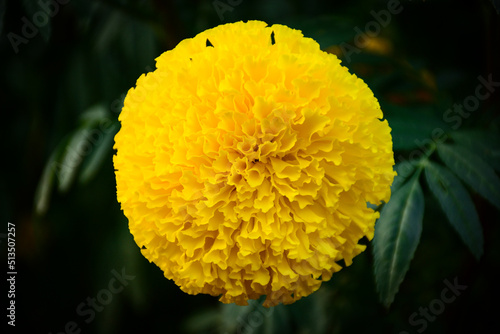 yellow flower of a dandelion
