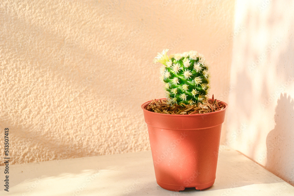 cactus in a pot cactus in a pot