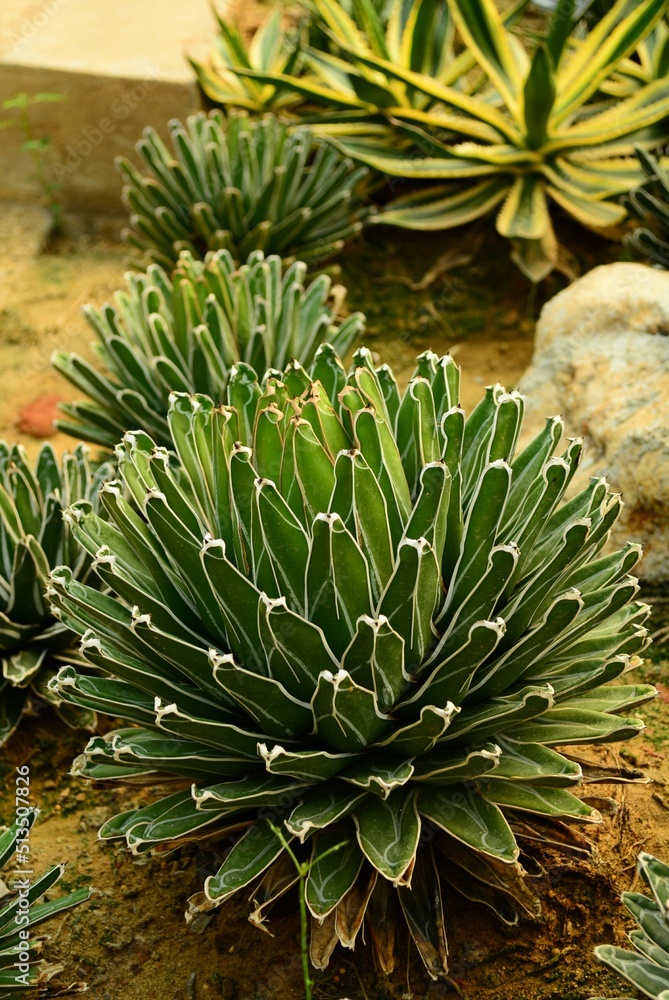 Fototapeta premium aloe vera plant