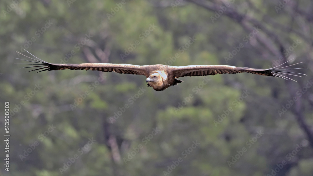 Griffon Vulture (Gyps fulvus), Crete