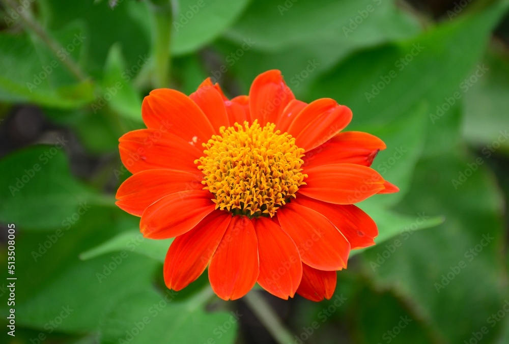 orange dahlia flower orange dahlia flower