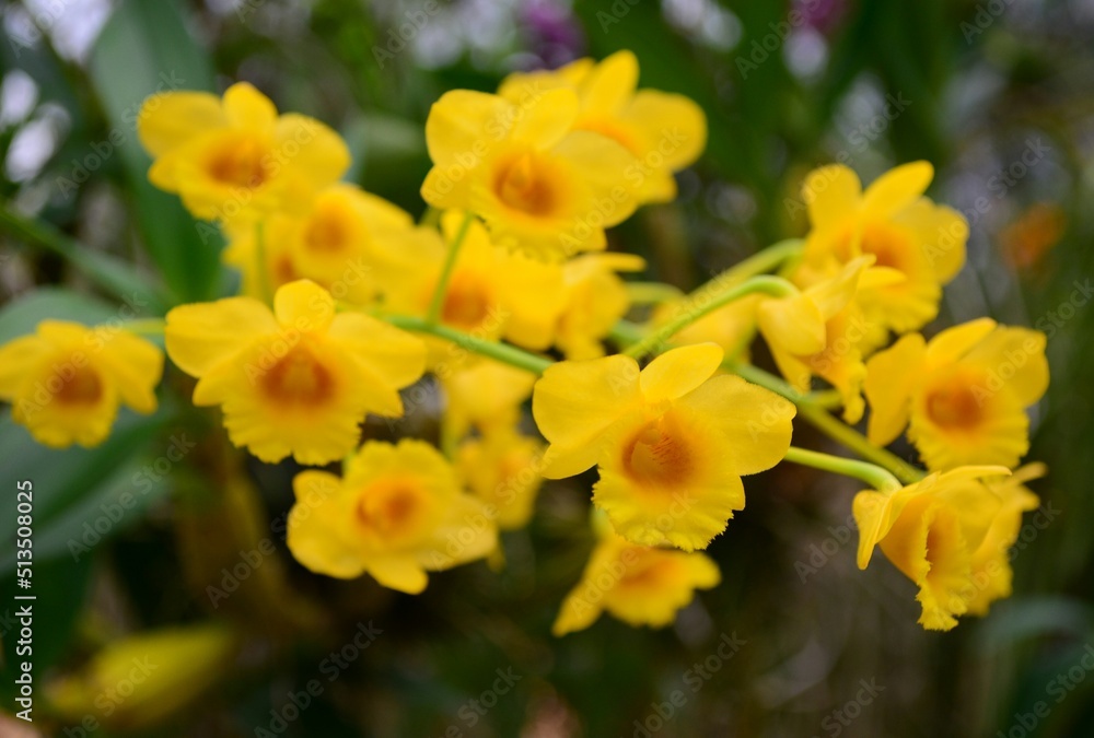 yellow daffodils in spring yellow daffodils in spring