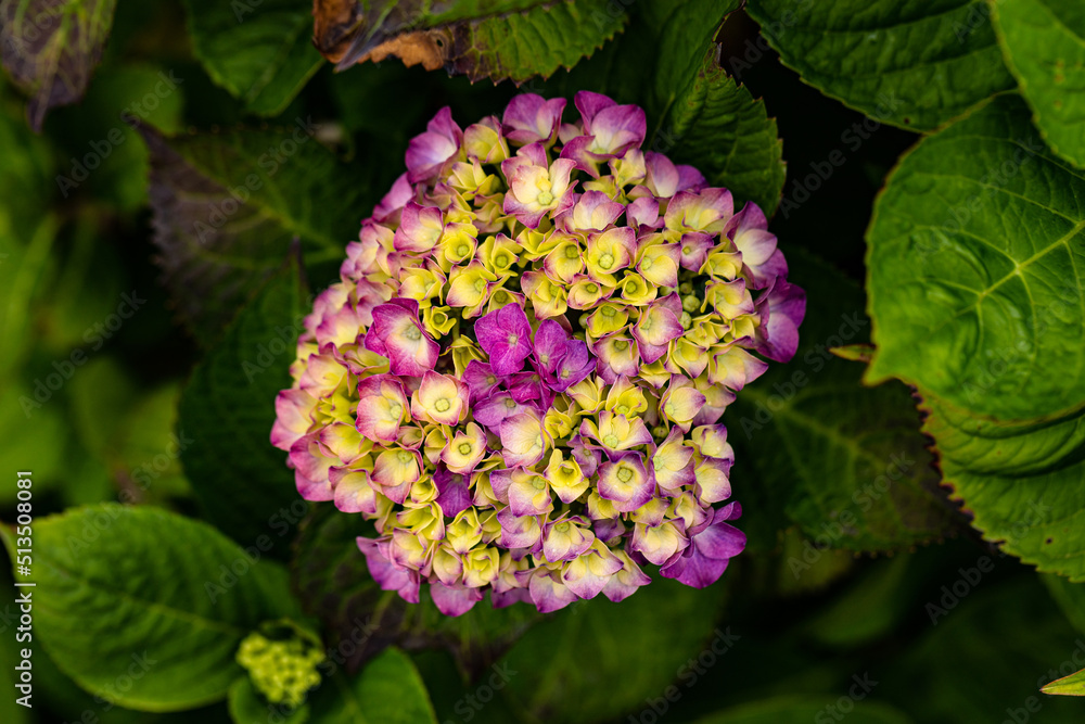 Lange hat sie gebraucht um zu erblühen die kleiine Hortensie Lange hat sie gebraucht um zu erblühen die kleiine Hortensie