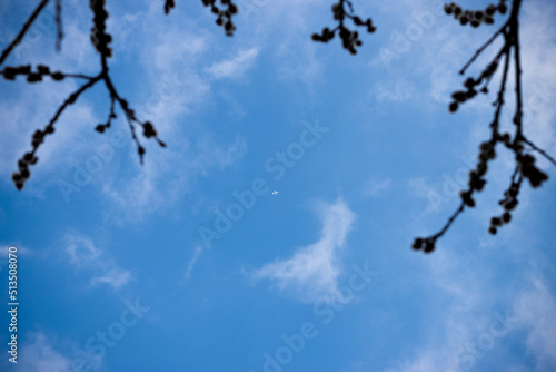 plane in the blue sky against the background of tree branches