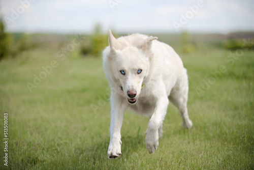 white dog running on the grass © Anastasia