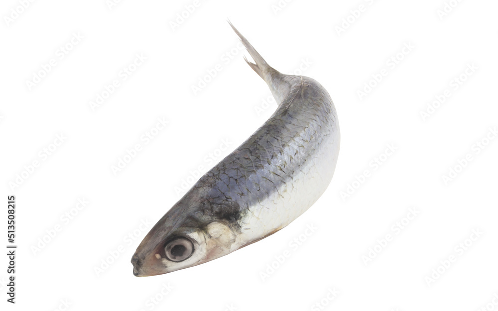 Obraz premium Herring fish isolated on white background