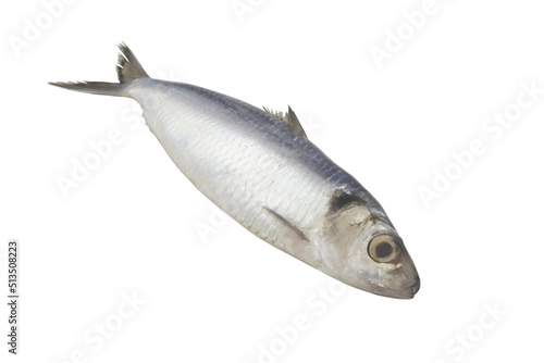 Whole herring fish isolated on white background