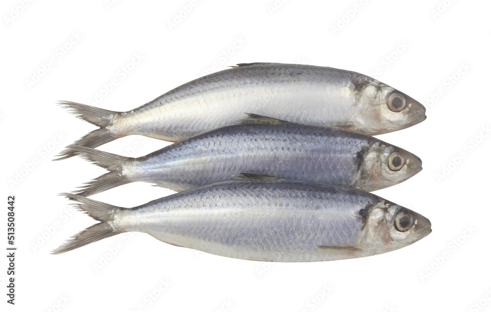 Three herring fishes isolated on white background Three herring fishes isolated on white background