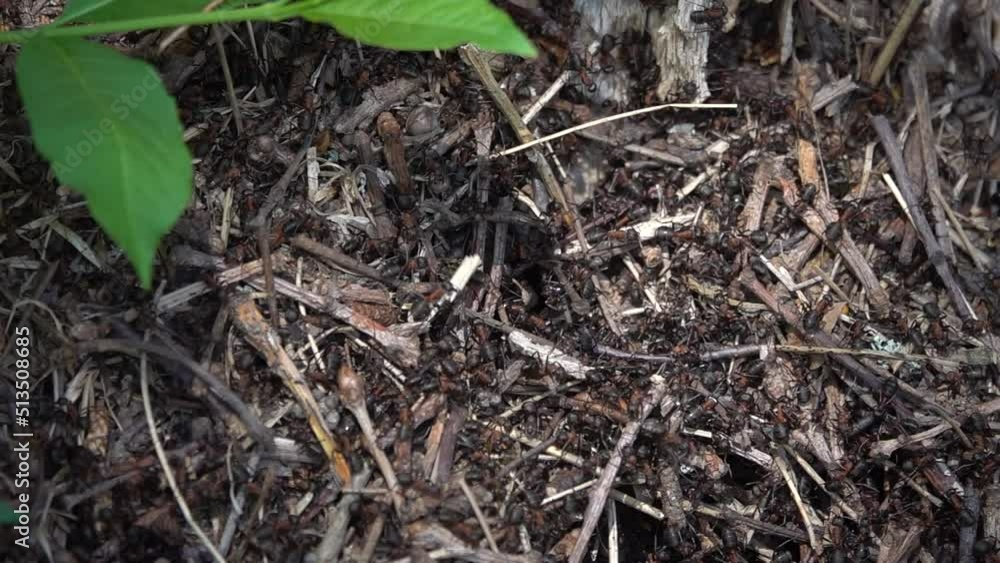 ants in an anthill in wildlife. slow motion ants in an anthill in wildlife. slow motion