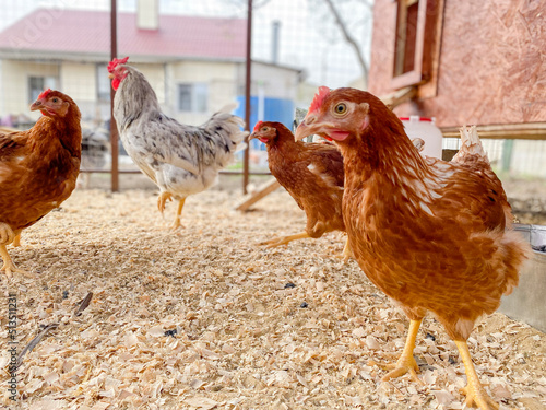 a lot of chickens in a chicken coop close up