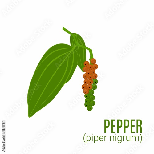 illustration of raw pepper on a tree. Isolated on white background