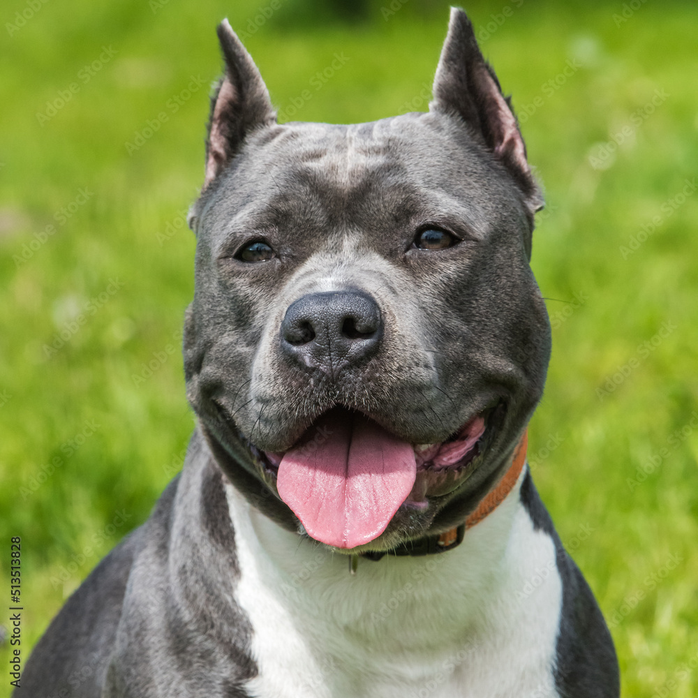 cute Blue hair American Staffordshire Terrier dog cute Blue hair American Staffordshire Terrier dog