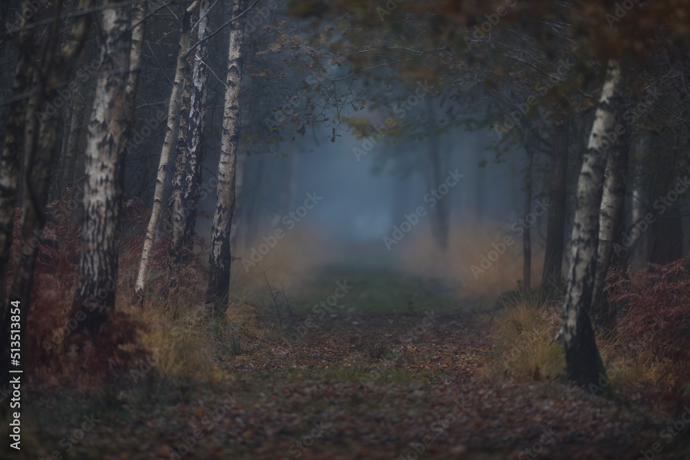 Fototapeta premium Autumn forest in the fog