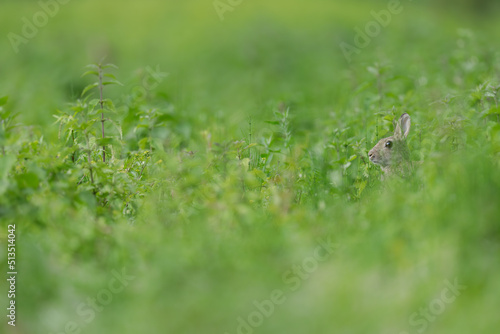 Rabbit in grass. photo