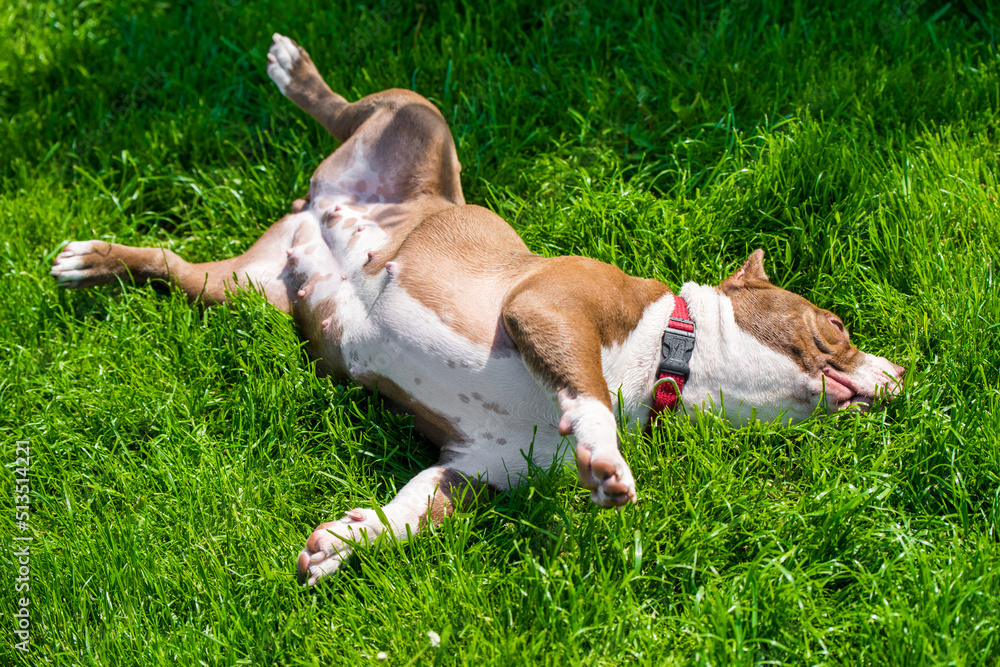 Chocolate color American Bully dog is lying on green grass Chocolate color American Bully dog is lying on green grass