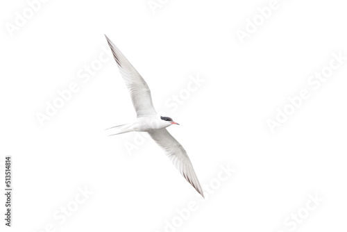 Common Tern in flight.