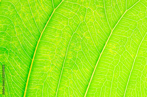 abstract texture of green leaves for background