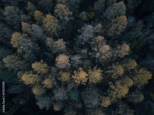 Forest from above.