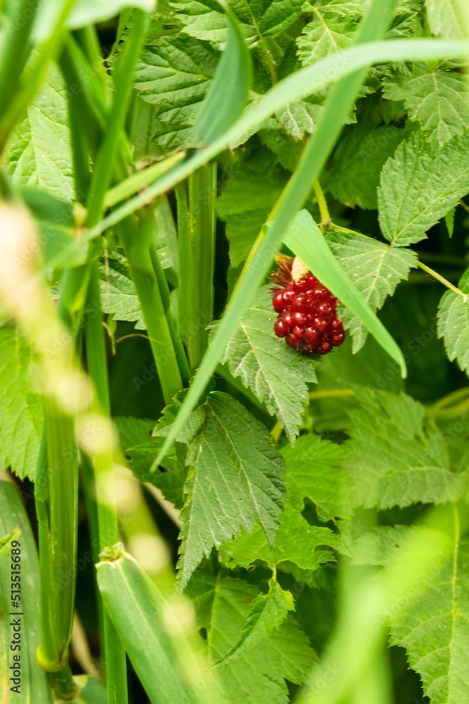 Red wild berry growing among green leaves Red wild berry growing among green leaves